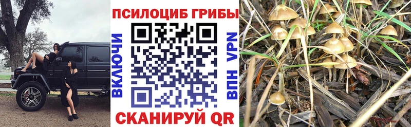 Псилоцибиновые грибы Magic Shrooms  сколько стоит  Котлас 